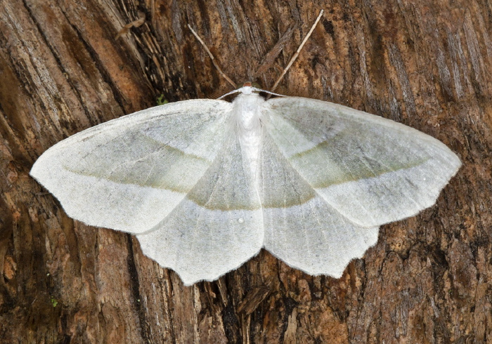 Campaea perlata Geometridae