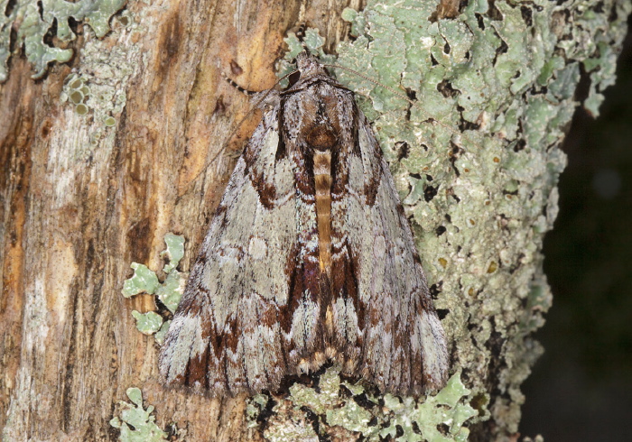 Catocala praeclara Erebidae