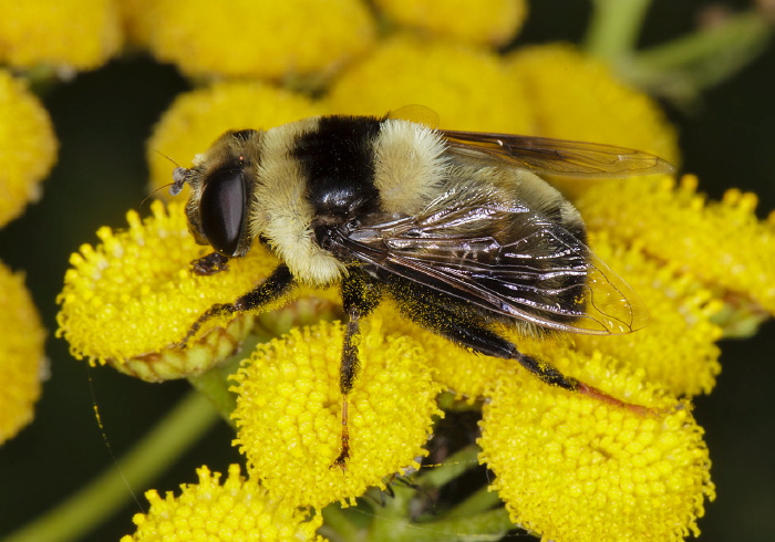 Eristalis flavipes Syrphidae