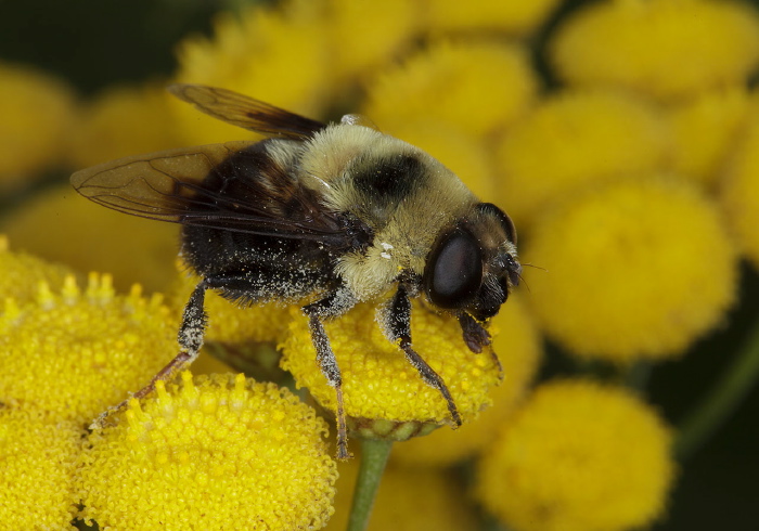 Eristalis flavipes Syrphidae