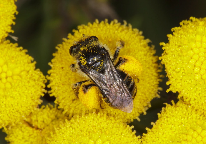 Melissodes (Eumelissodes) illata Apidae