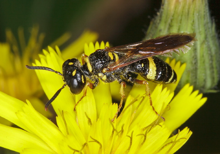 Philanthus gibbosus Crabronidae