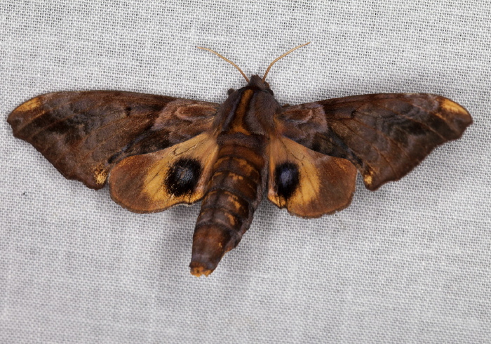 Paonias myops Sphingidae