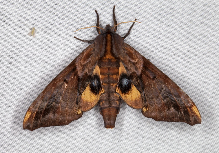 Paonias myops Sphingidae