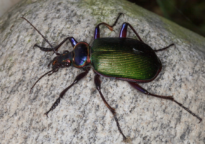 Calosoma (Calodrepa) scrutator Carabidae