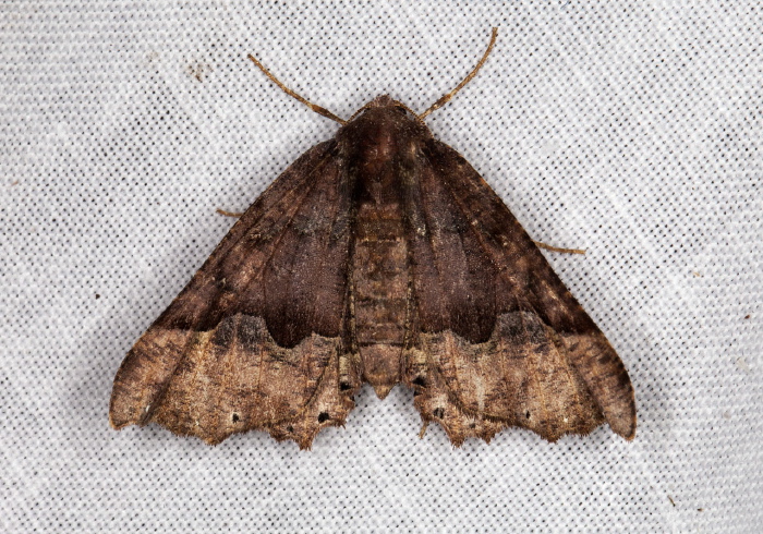 Pero ancetaria Geometridae