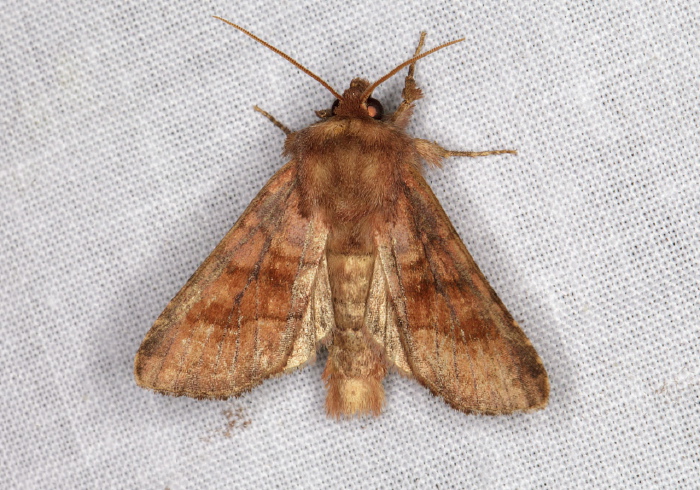 Nephelodes minians Noctuidae