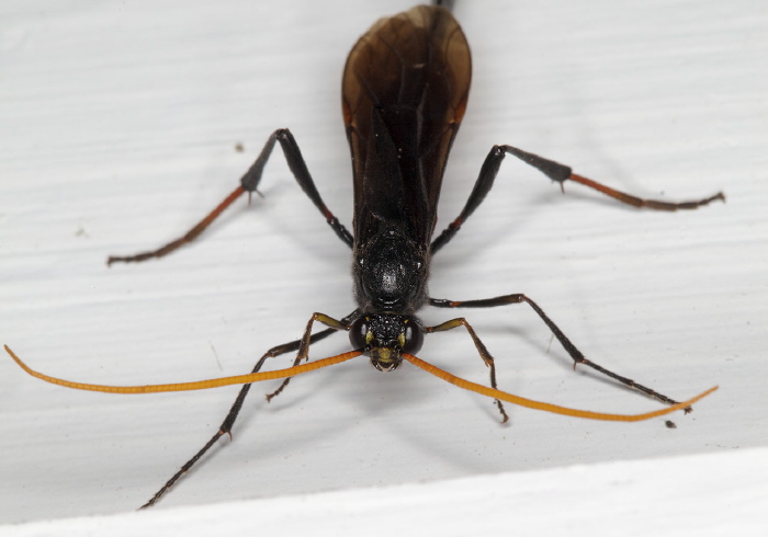 Therion nigripes? Ichneumonidae