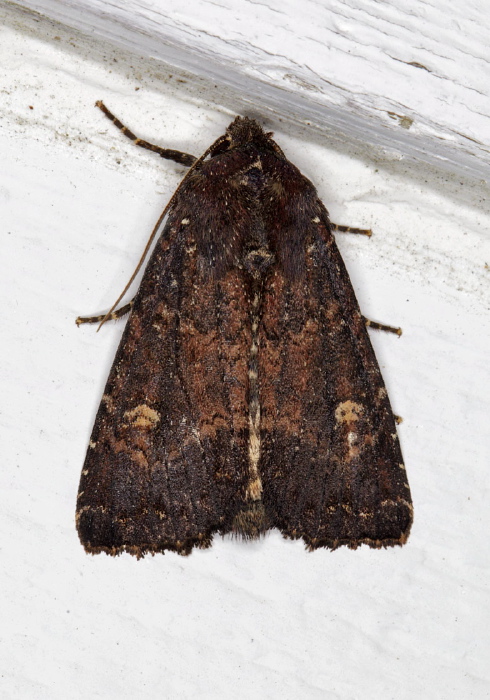 Apamea dubitans Noctuidae