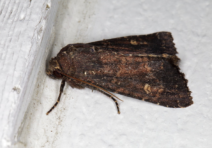 Apamea dubitans Noctuidae