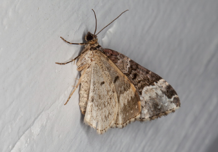 Euphyia intermediata Geometridae