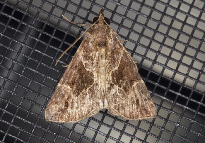 Hypena manalis Erebidae