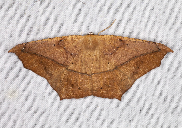 Prochoerodes lineola Geometridae