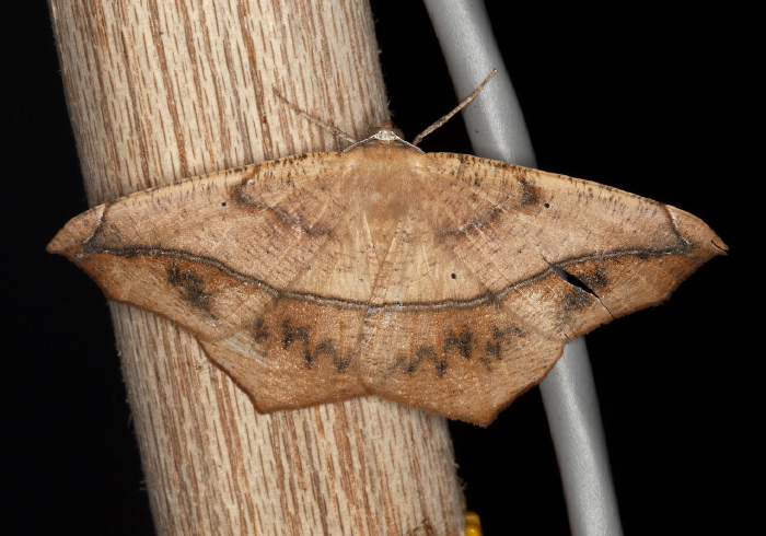 Prochoerodes lineola Geometridae