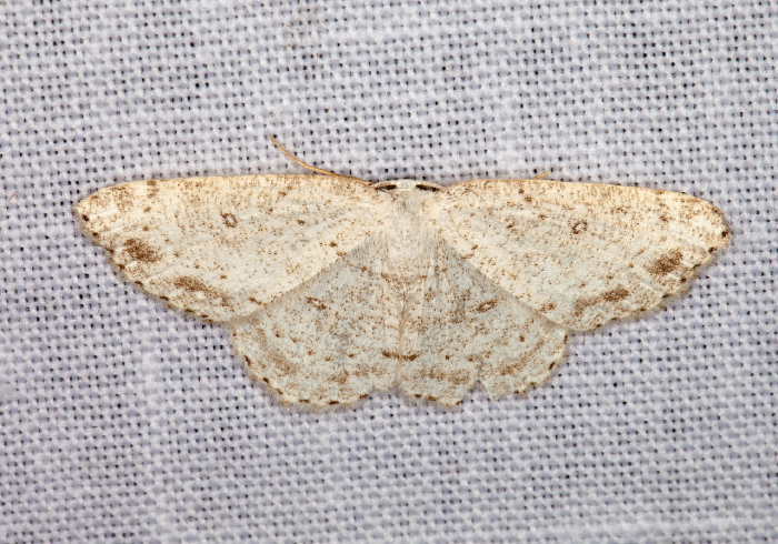 Cyclophora pendulinaria Geometridae