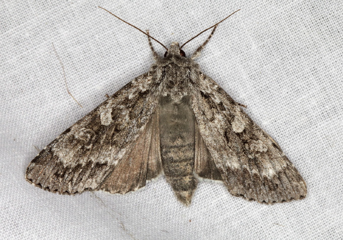 Eurois occulta Noctuidae