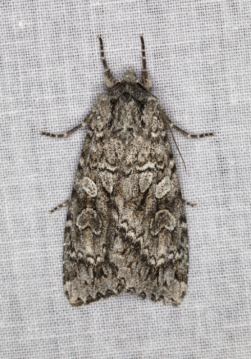 Eurois occulta Noctuidae