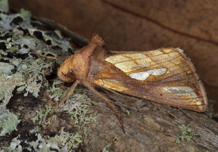 Plusia contexta Noctuidae