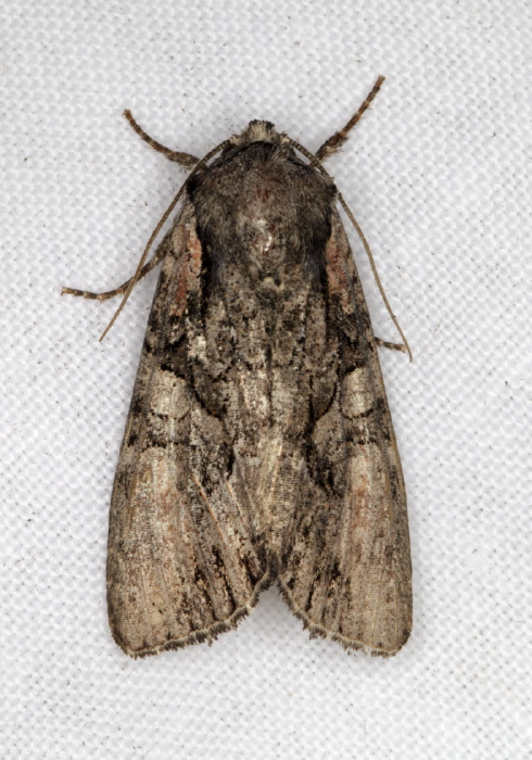 Lacanobia subjuncta Noctuidae