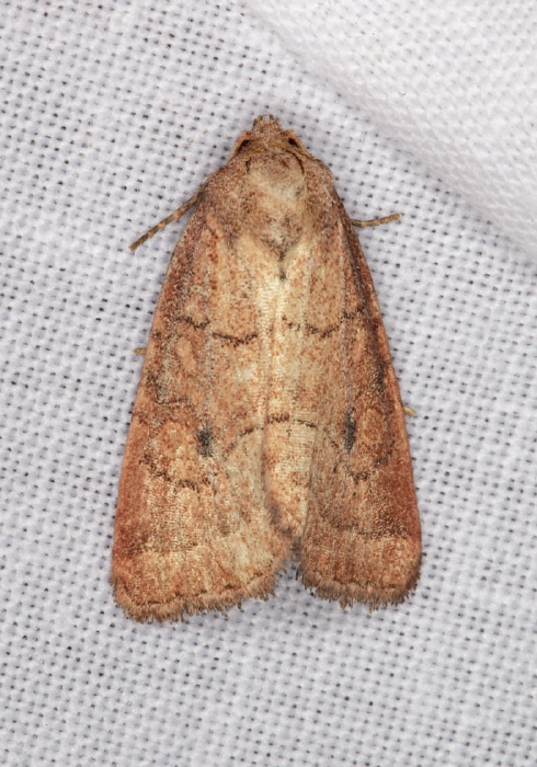 Photedes inops Noctuidae