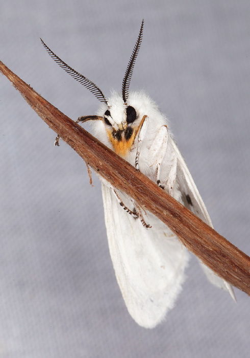 Spilosoma virginica Erebidae