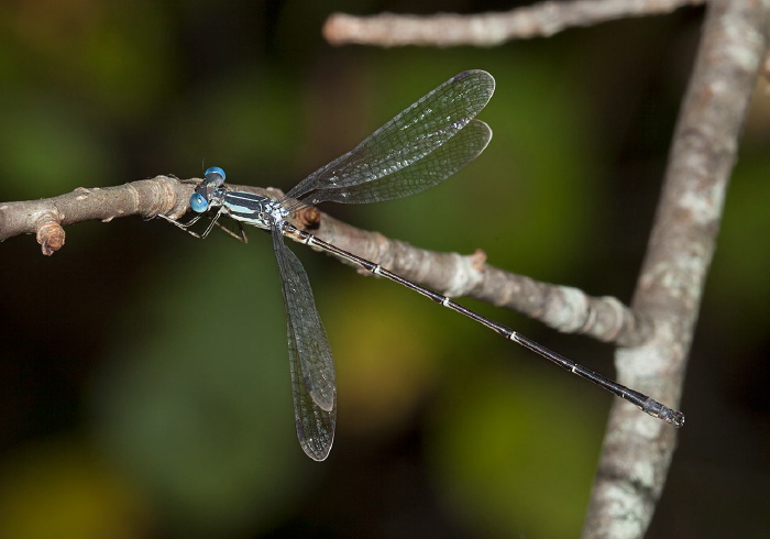 Lestes rectangularis Lestidae