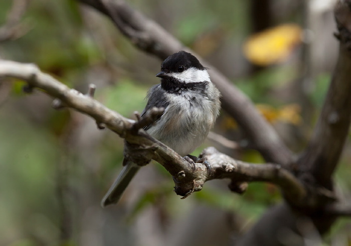 Poecile atricapillus Paridae