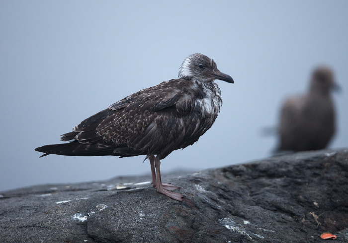 Larus argentatus Laridae