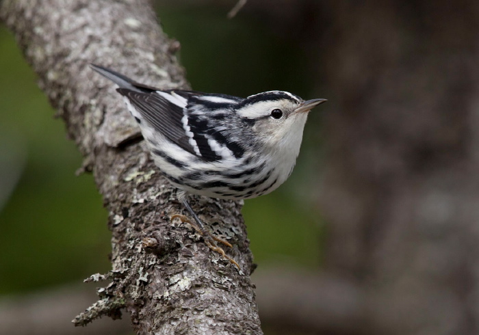 Mniotilta varia Parulidae