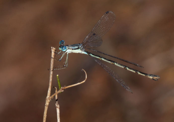 Lestes unguiculatus Lestidae