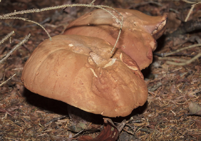   Boletaceae