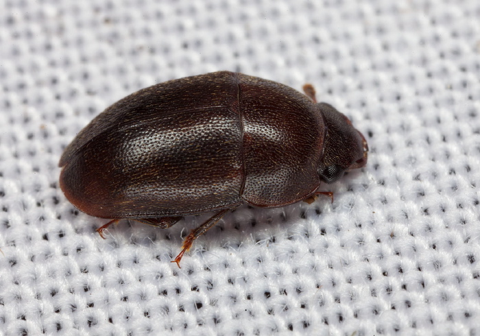 Cryptarcha ampla Nitidulidae