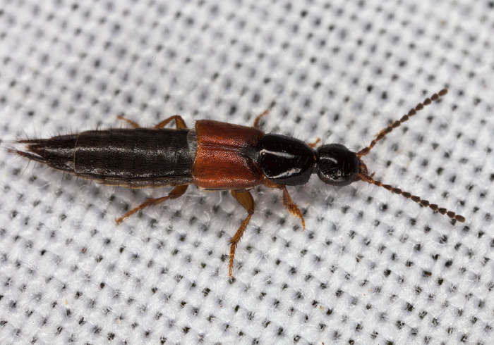 Philonthus rufulus? Staphylinidae