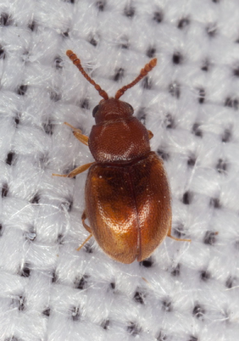 Atomaria (Anchicera) lewisi Cryptophagidae