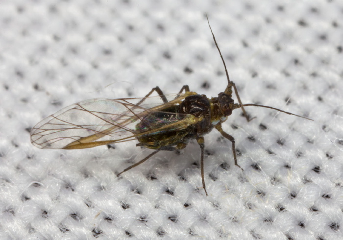   Aphididae