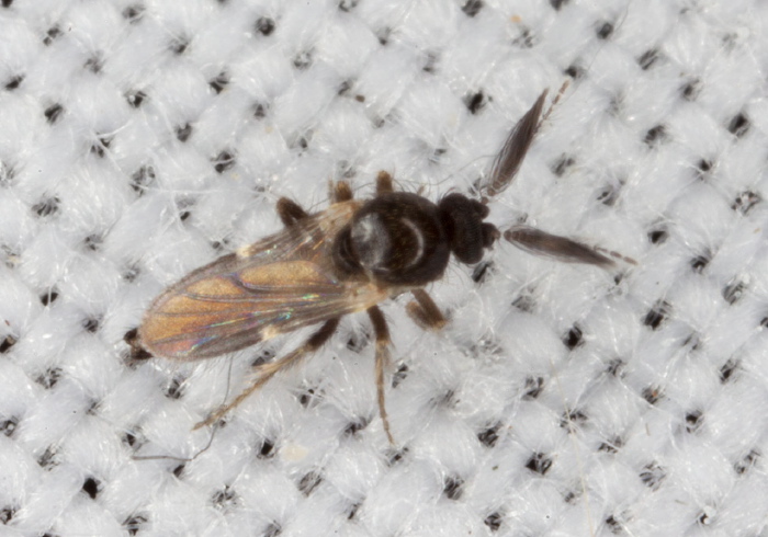 Forcipomyia sp. Ceratopogonidae