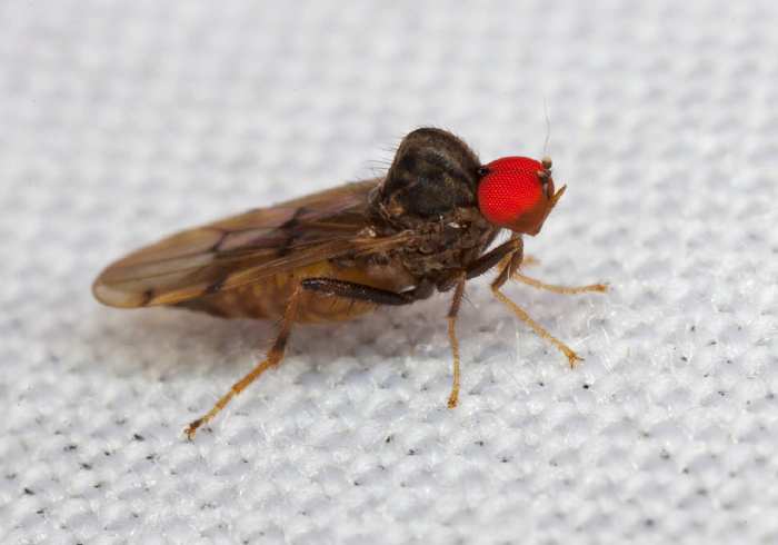 Syneches simplex Hybotidae