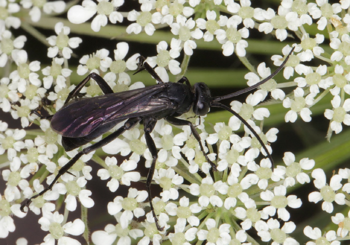   Sphecidae