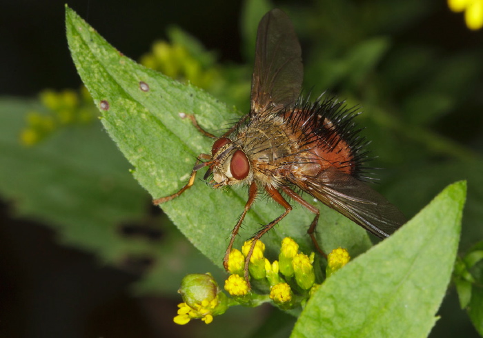 Hystricia abrupta Tachinidae