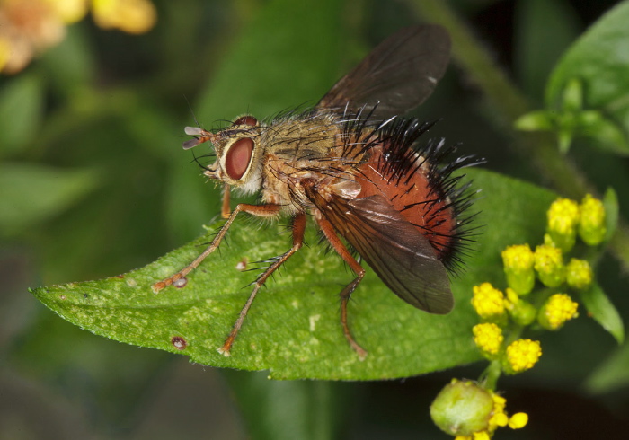 Hystricia abrupta Tachinidae