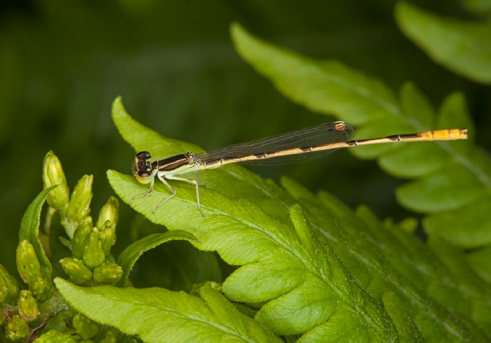 Ischnura hastata Coenagrionidae