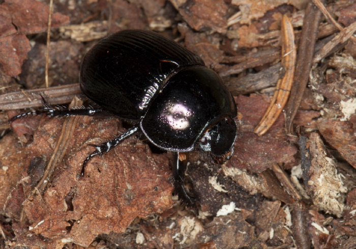 Geotrupes balyi? Geotrupidae