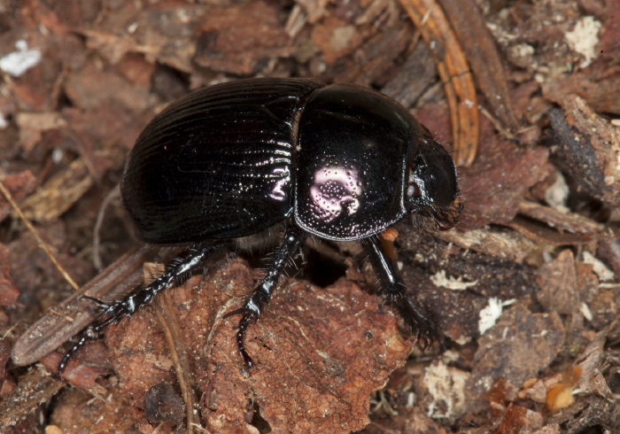 Geotrupes balyi? Geotrupidae