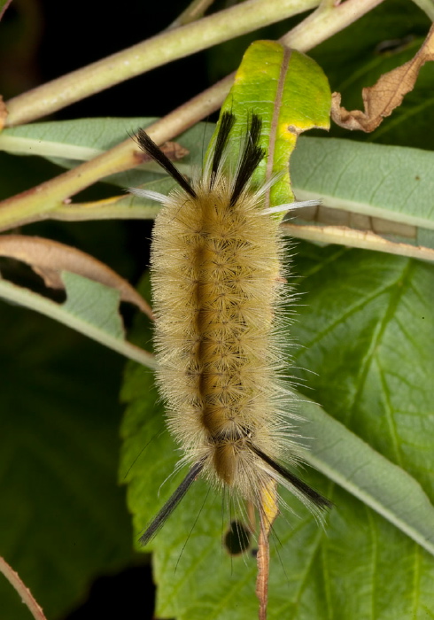 Halysidota tessellaris Erebidae