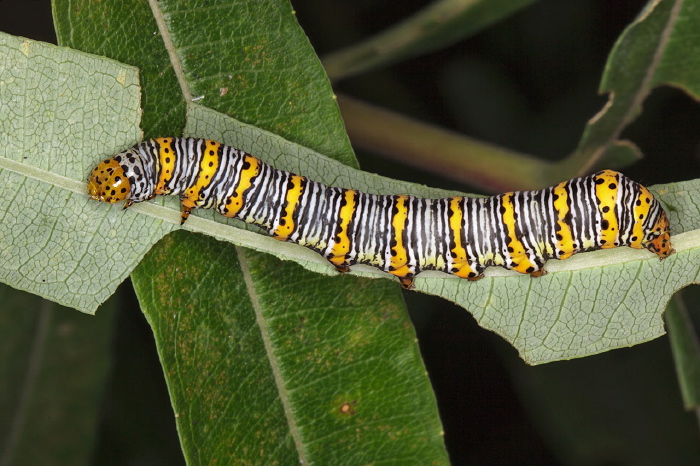 Eudryas unio Noctuidae