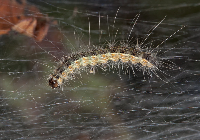 Hyphantria cunea Erebidae