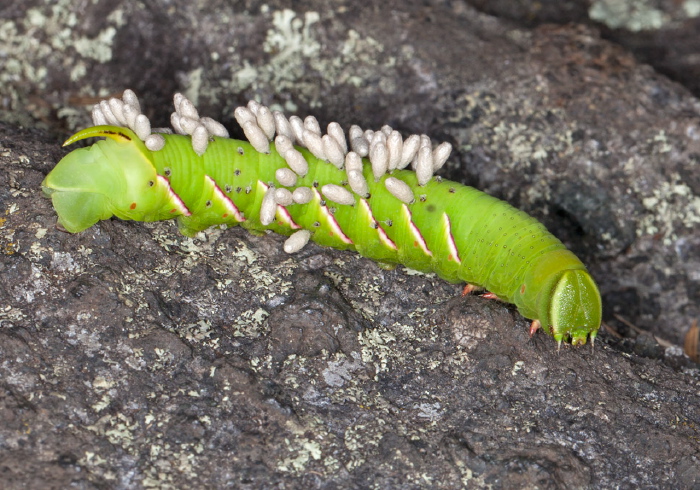 Sphinx poecila Sphingidae