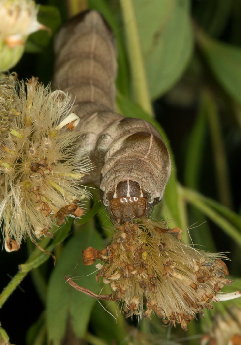 Melanchra adjuncta Noctuidae