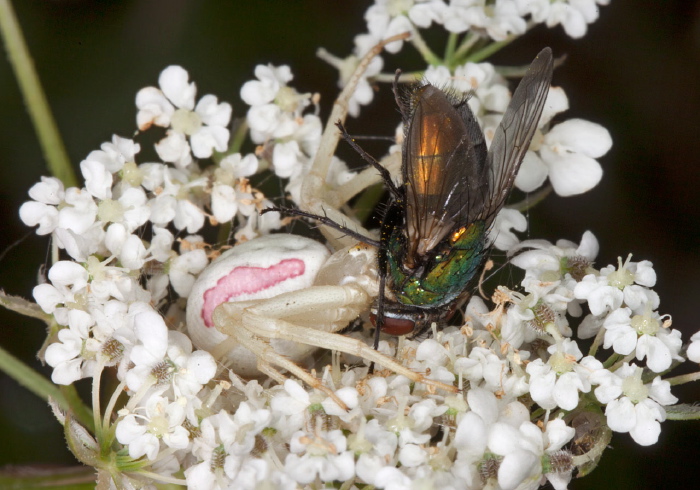 Misumena vatia Thomisidae