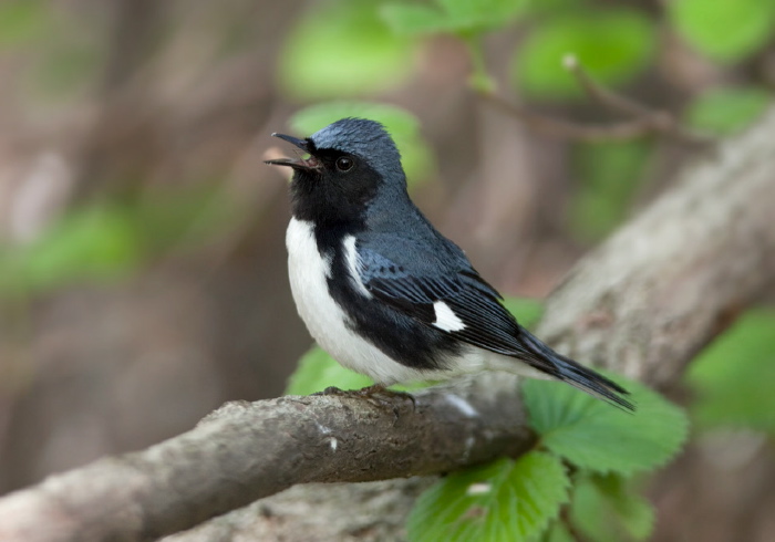 Setophaga caerulescens Parulidae